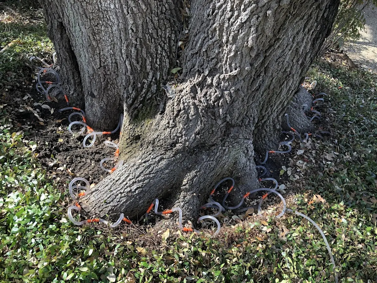 Detailed Tree Cabling and Bracing job site in San Marcos