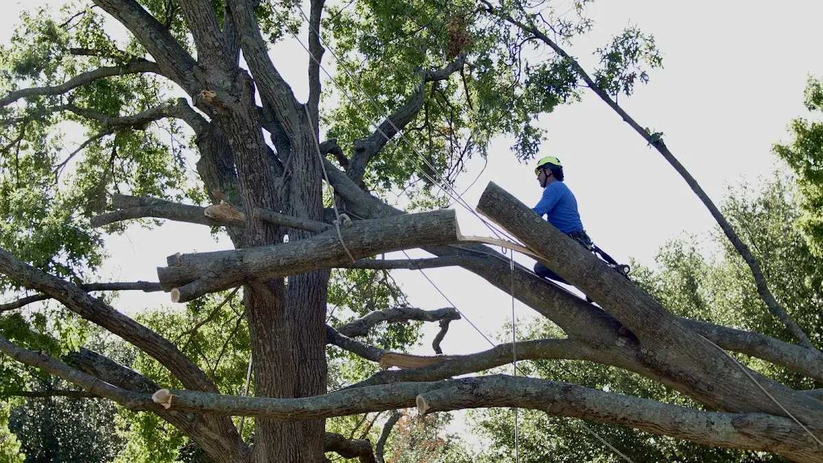 Professional Crown Thinning performed by certified arborists in San Marcos