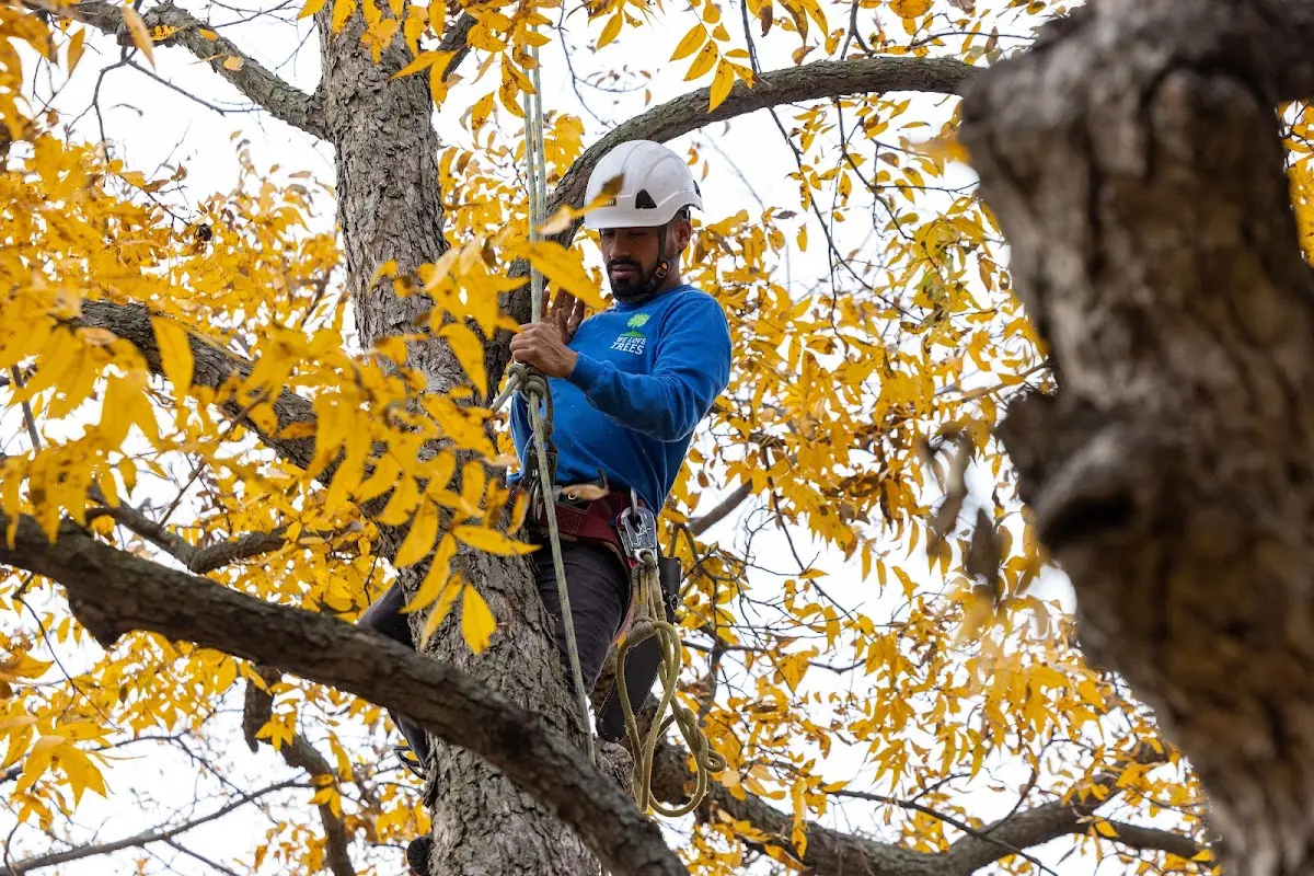 Skilled Tree Pruning crew working in San Marcos